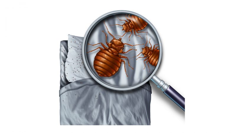 Can Bed Bugs Live in Different Types of Mattresses