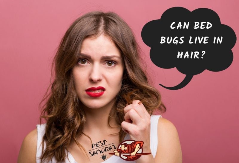 Bed Bugs In Hair Can Bed Bugs Live In Your Hair