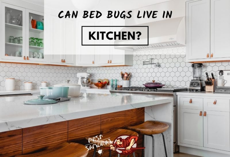 Bed Bugs In Kitchen Can Bed Bugs Live In The Kitchen Pest Samurai