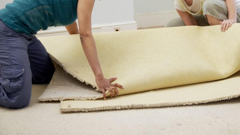 Can Bed Bugs Live Under Carpet