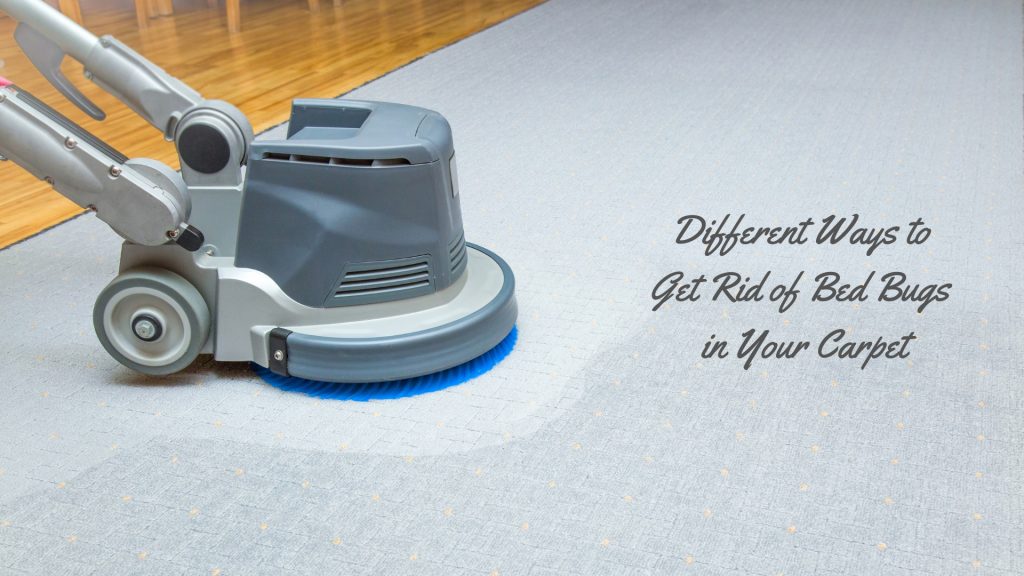 Different Ways to Get Rid of Bed Bugs in Your Carpet