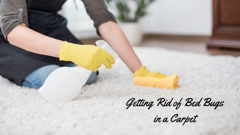 How to Get Rid of Bed Bugs in Carpet
