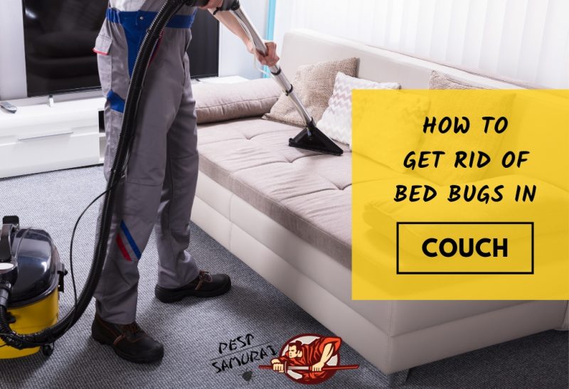 How To Get Rid Of Bed Bugs In Couch Easy Instructions Pest Samurai