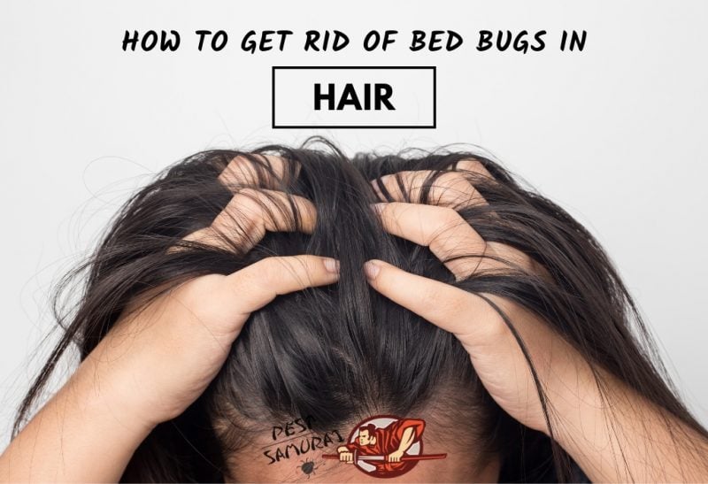 Do Bed Bugs Go in Hair 