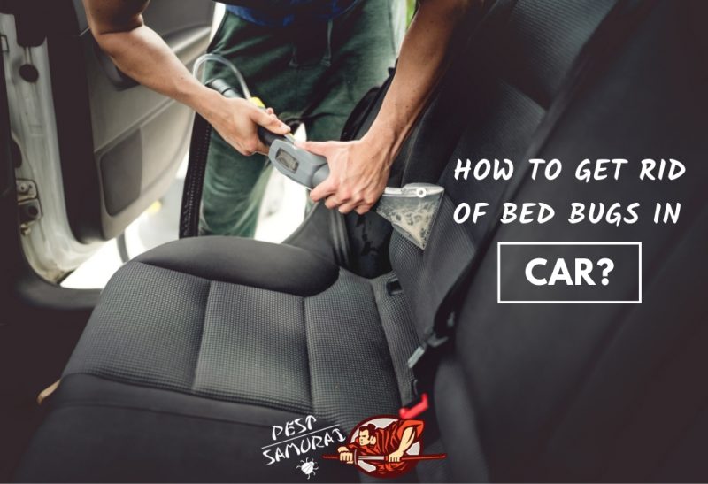 How to Get Rid of Bed Bugs in a Car