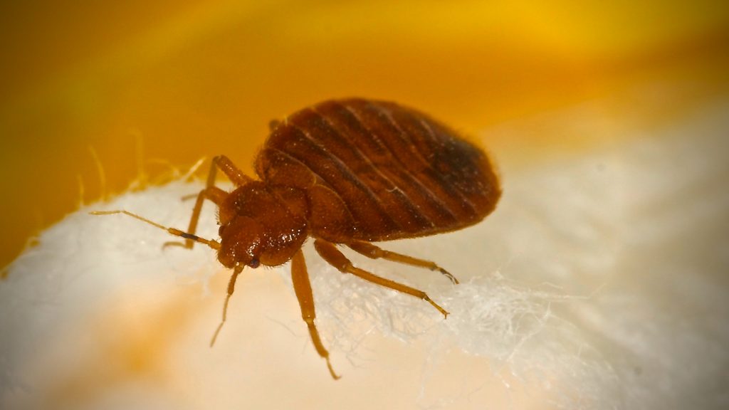 How to Tell If Your Car Is Infested with Bedbugs