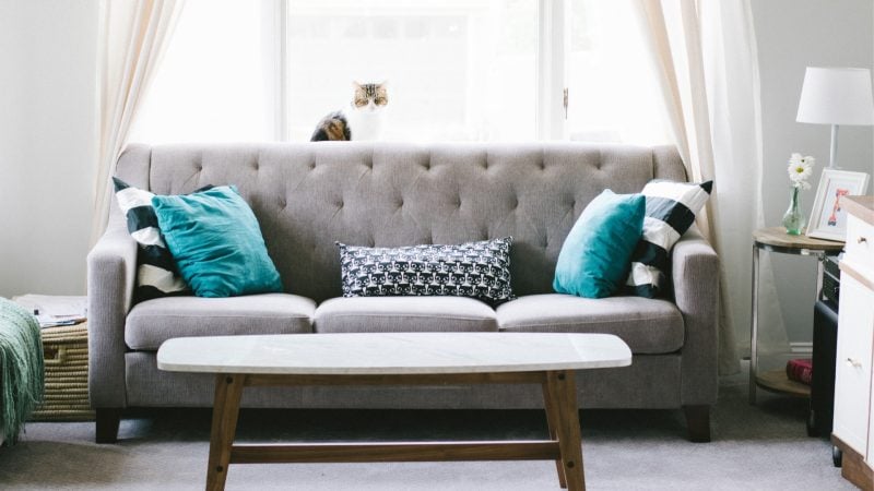 Why Have Bed Bugs Infested Your Couch