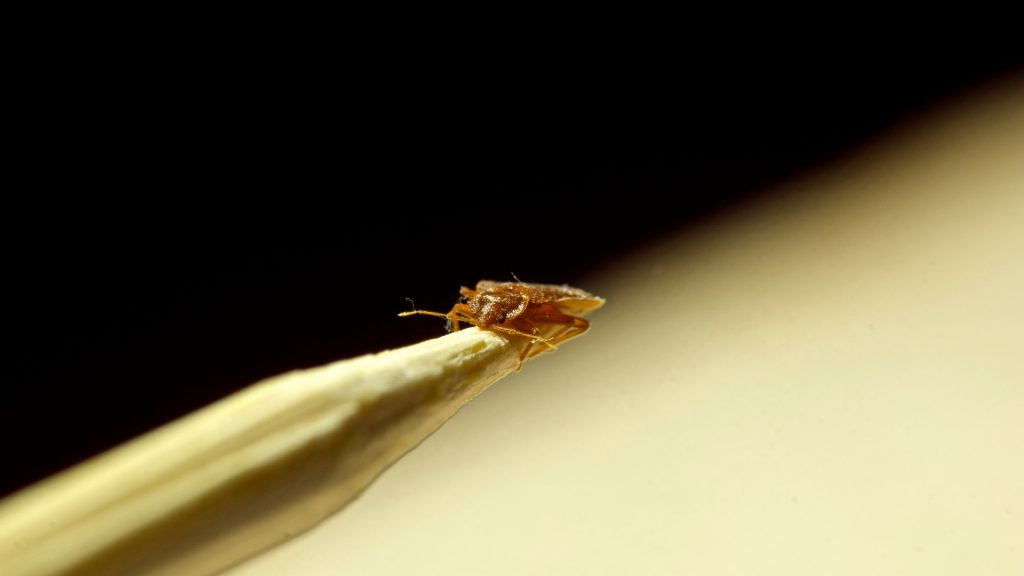 ¿Las chinches se sienten atraídas por la madera? ¿Las chinches se sienten atraídas por la madera