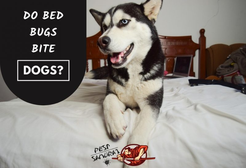 Bed Bugs and Dogs Do Bed Bugs Bite Dogs