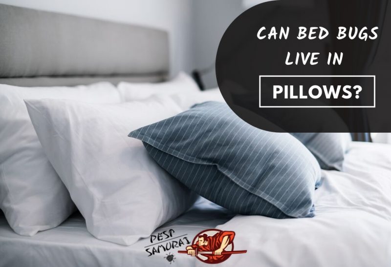 Bed Bugs In Pillows Can Live, Do Bed Bugs Live In Your Blankets