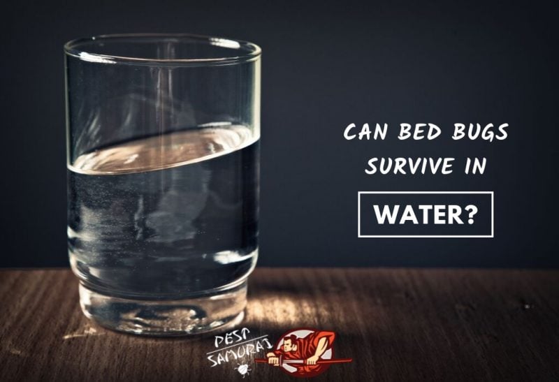 Bed Bugs in Water Can Bed Bugs Survive in Water
