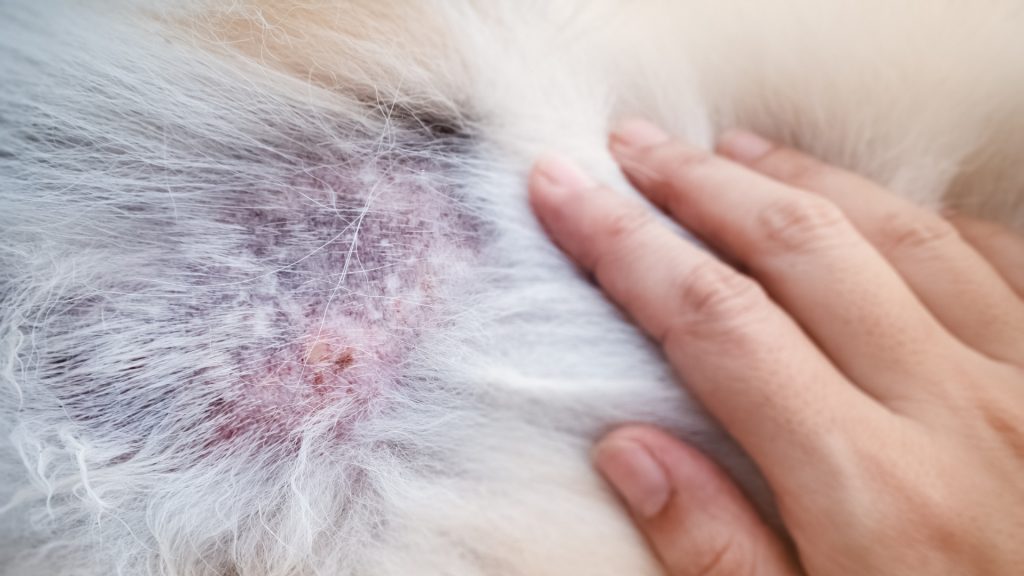 can bed bugs live on dogs