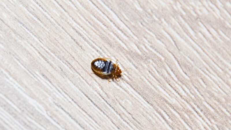 Can Bed Bugs Climb Walls