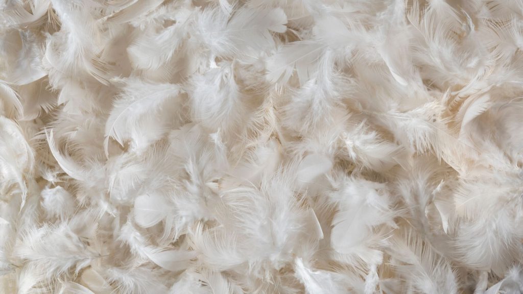 Can Bed Bugs Live in Feather Pillows