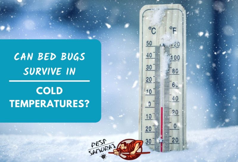 Can Bed Bugs Survive in Cold Temperatures
