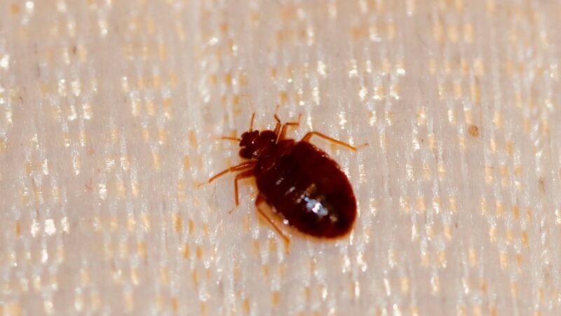 Can Bed Bugs Travel Through Walls