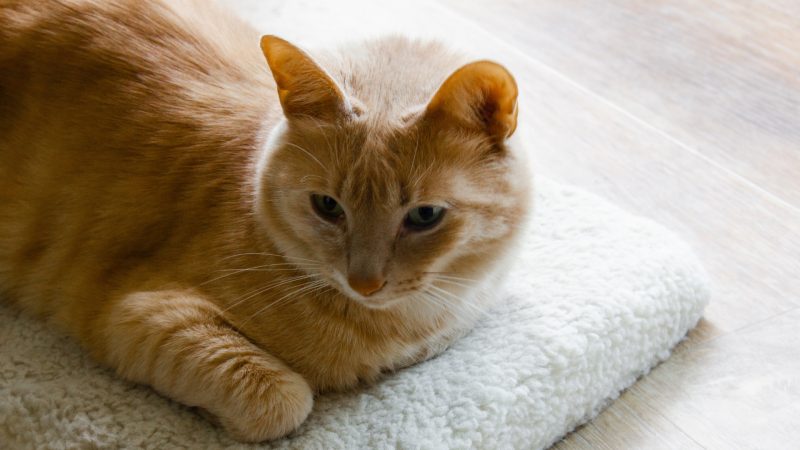 Can Cats Carry Bed Bug Eggs