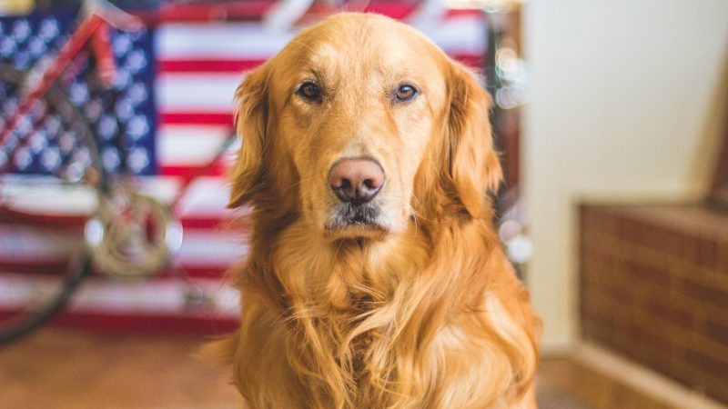 Can Dog Detect Bed Bugs Are They Able to SmellSniff Them