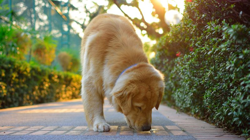 Can a Dog Carry Bed Bugs from One House to Another