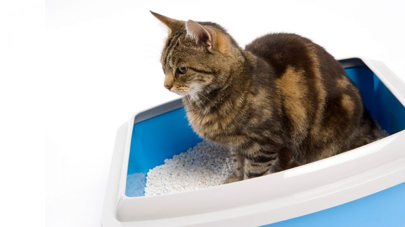 Do Bed Bugs Live in Cat Litter