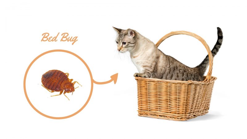 Do Bed Bugs Live on Cats