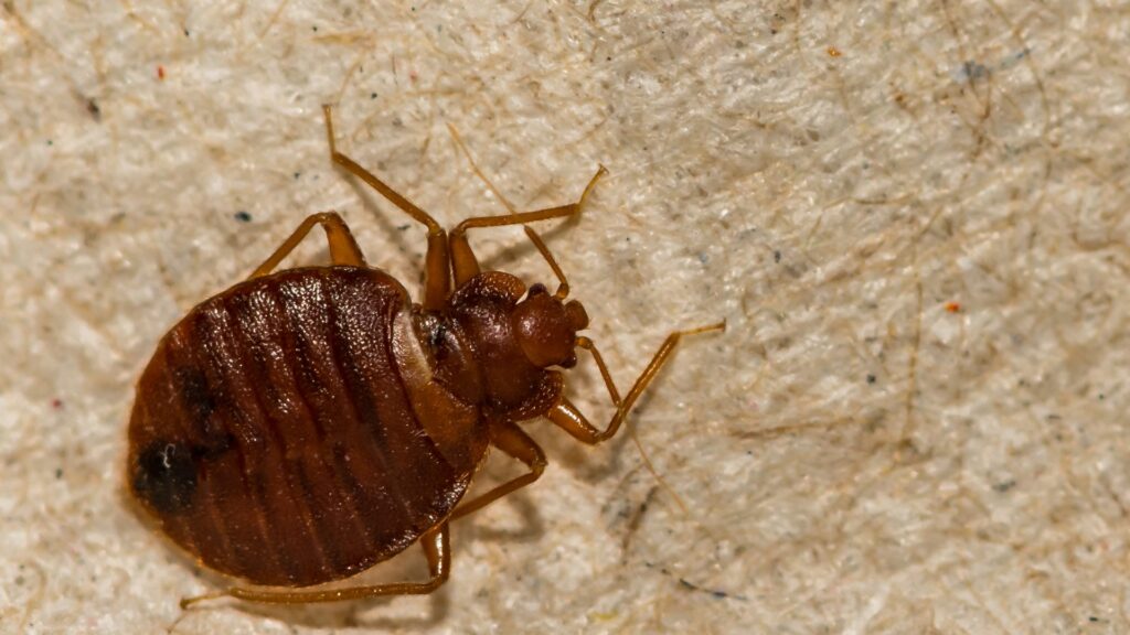 How Long Can Bed Bugs Live in the Walls