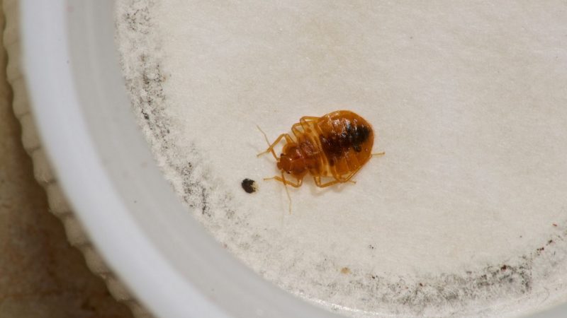 How Much Damage Can Bed Bugs Cause