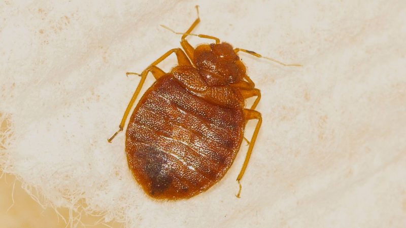 Signs of Bed Bugs on Pillows - Bed Bug Stains on the Pillow
