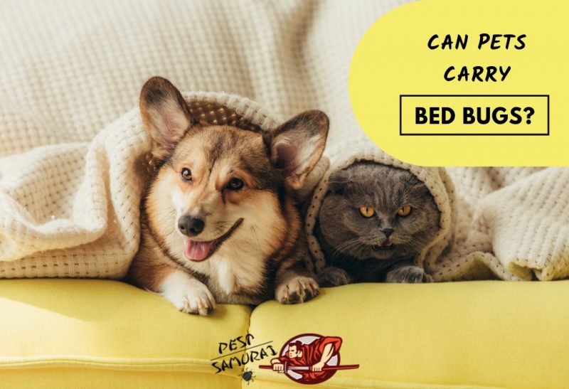 Can Pets Carry Bed Bugs Risks And Prevention Methods Pest Samurai