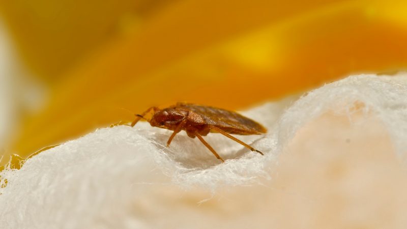 Can Bed Bugs Live on Animals