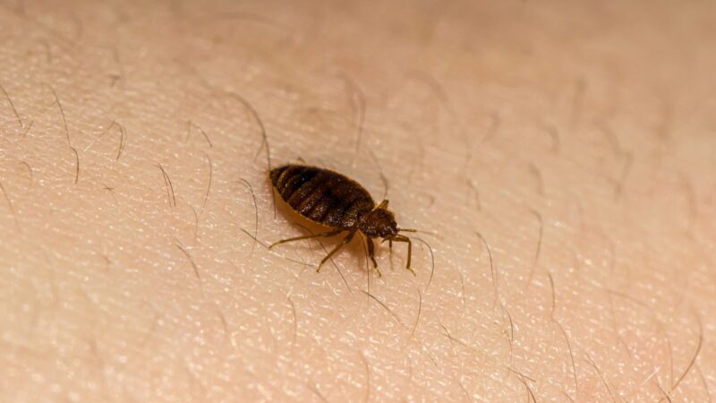 Do Bed Bugs Like Heat