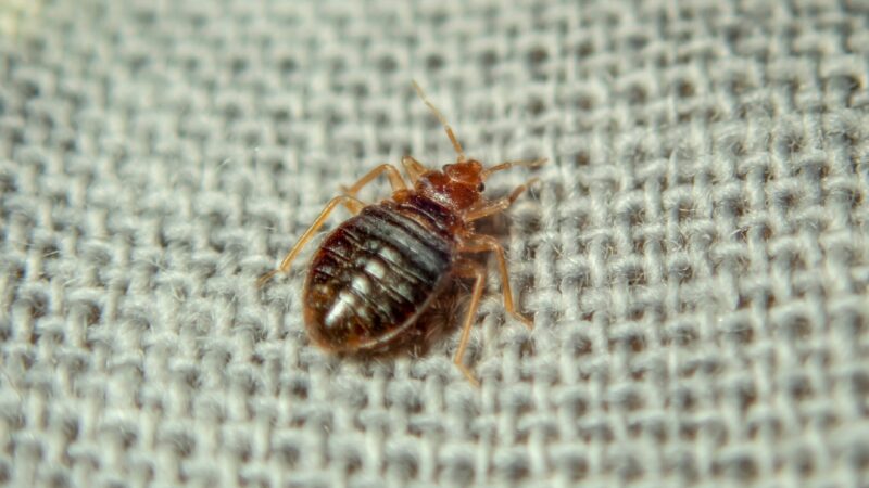 How Are Bed Bugs Spread? | Essential Strategies for Prevention - Pest ...