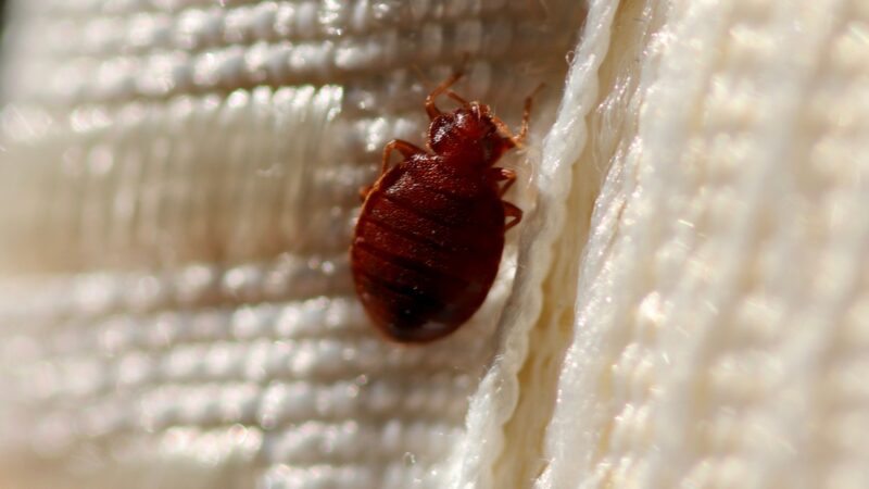 How Were Bed Bugs Treated Throughout History