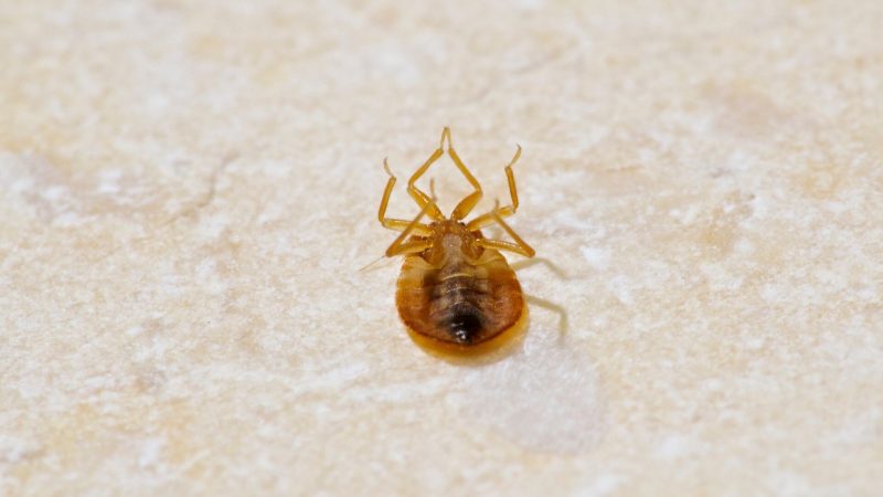 How to Check Shoes for Bed Bugs