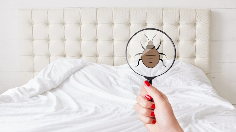 The History of Bed Bugs
