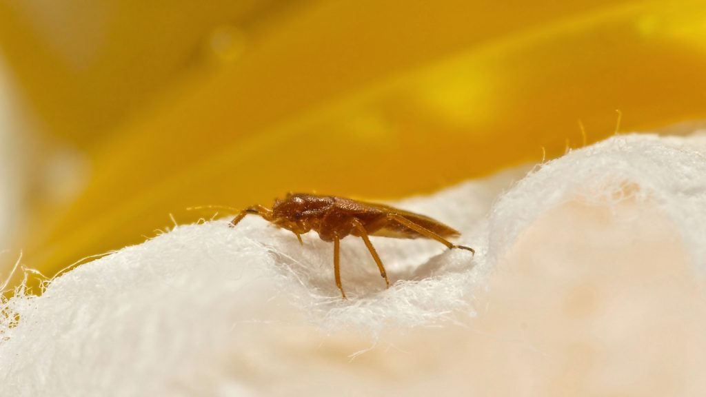 The Origins of Bed Bugs