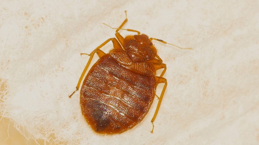 What Do Bed Bugs Look Like On Your Body