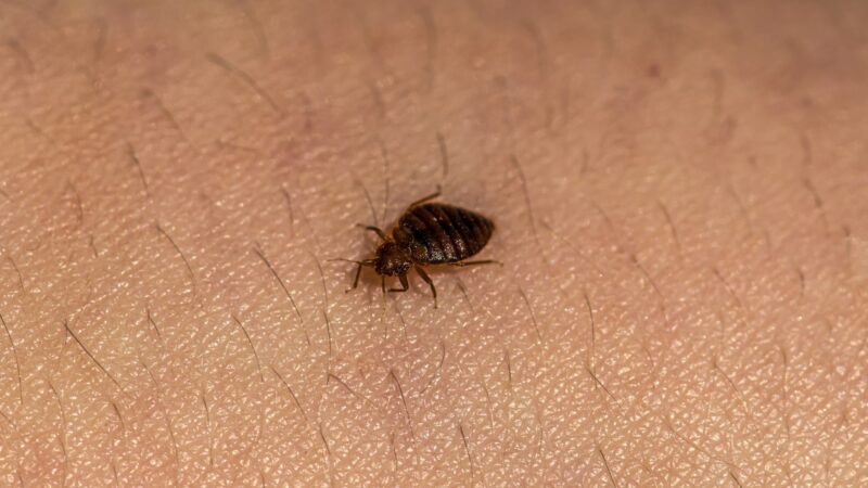 Where Do Bed Bugs Like to Live