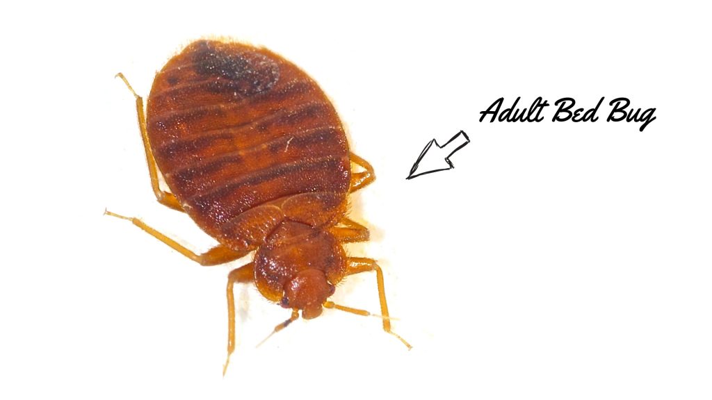 Size Of Bed Bugs Chart