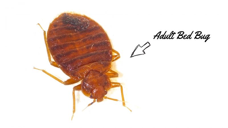 Adult Bed Bugs
