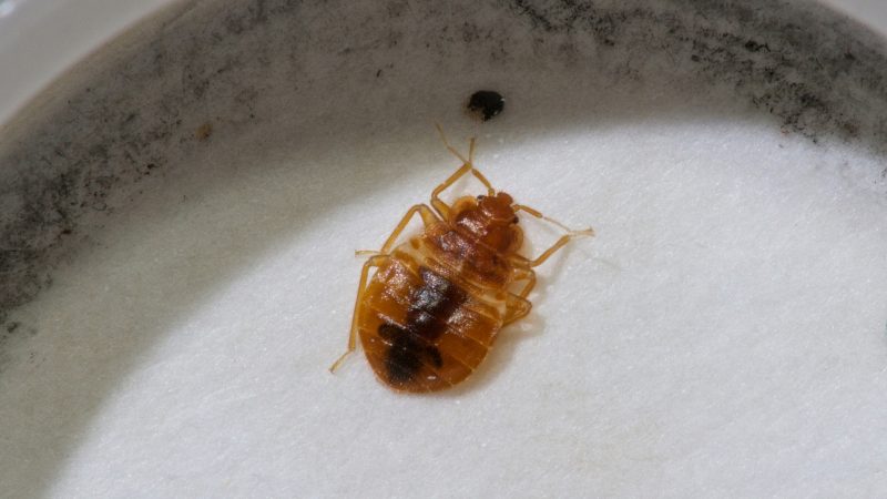 Alive Bed Bugs
