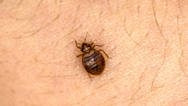 Are Baby Bed Bugs Faster Than Regular Bed Bugs