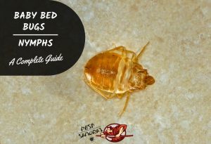 Baby Bed Bugs Nymphs Facts, Size and How to Identify