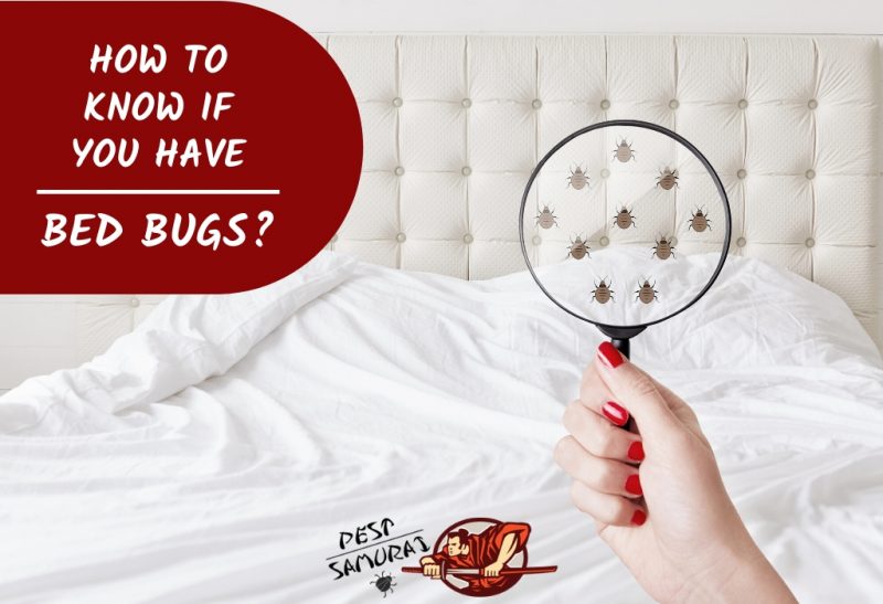 Bed Bug Signs How to Know If You Have Bed Bugs