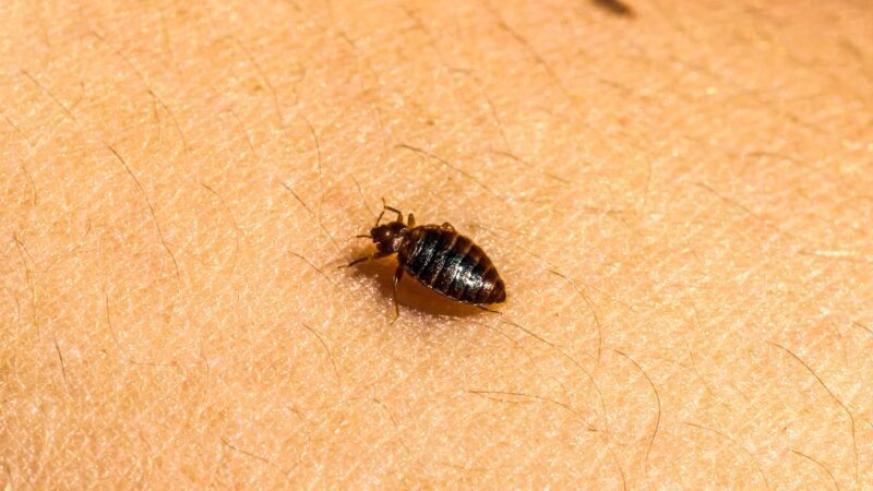 Can Female Bed Bugs Lay Eggs Without Mating