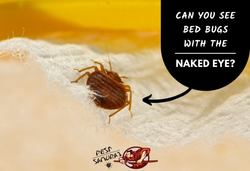 Can You See Bed Bugs with the Naked Eye