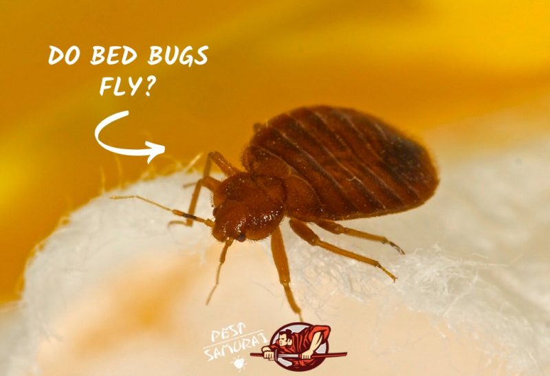 Do Bed Bugs Fly