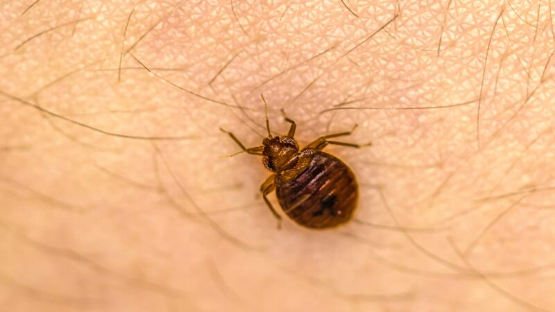 Health Dangers of Bed Bugs