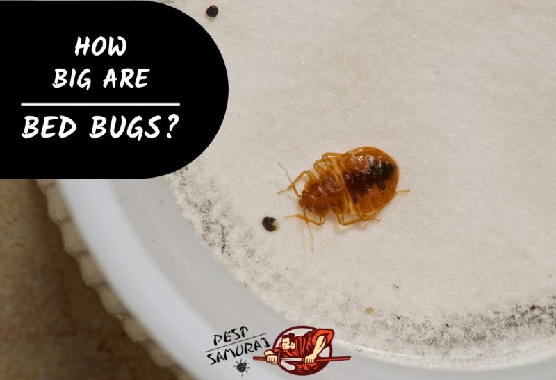 bed bug size reference