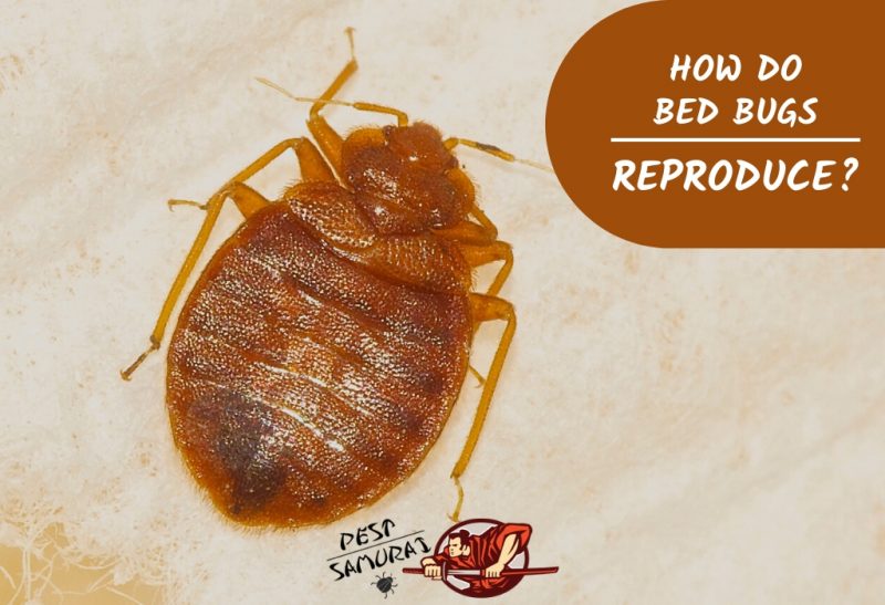 how-do-bed-bugs-reproduce-the-life-cycle-and-reproductive-habits